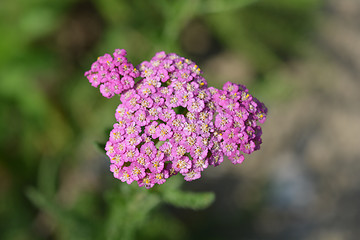 Image showing Summer Pastels yarrow