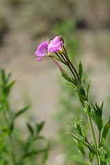 Image showing Great hairy willowherb