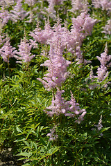 Image showing Astilbe Gertrud Brix