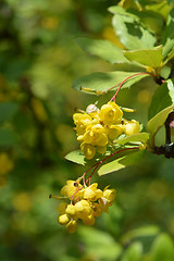 Image showing Himalayan Barberry