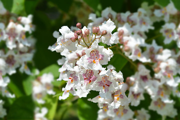 Image showing Southern catalpa