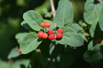 Image showing Morrows honeysuckle
