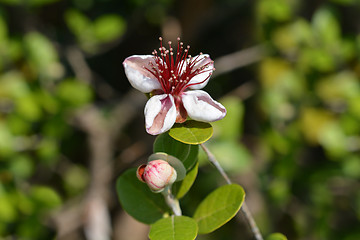 Image showing Feijoa flowers