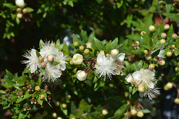 Image showing Dwarf Sweet Myrtle