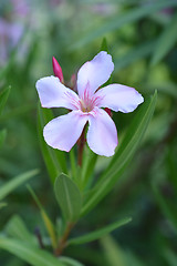 Image showing Common oleander