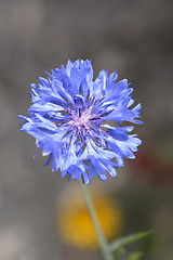 Image showing Cornflower