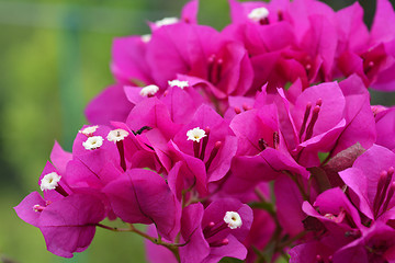 Image showing Purple bougainvillea Alexandra