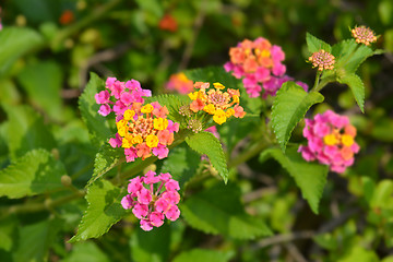 Image showing Shrub verbena flowers