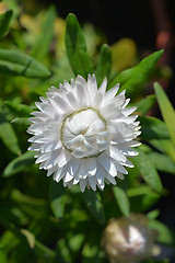 Image showing White strawflower