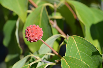 Image showing Kousa dogwood Madame Butterfly