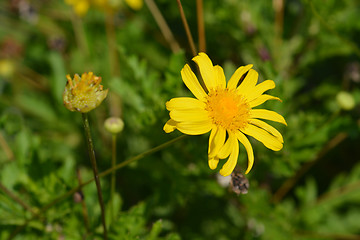 Image showing Marguerite Jamaica Primrose