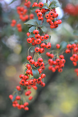 Image showing Narrowleaf firethorn