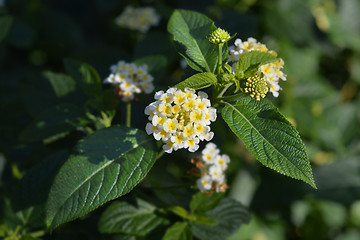 Image showing Shrub verbena flower