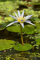 Image showing Blue Egyptian lotus