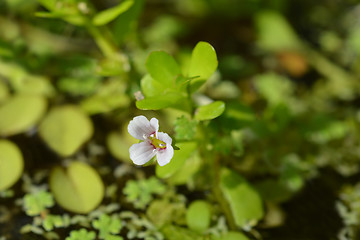 Image showing Water hyssop