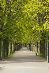 Image showing PArk with line of trees