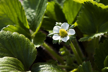 Image showing Strawberry flower