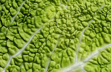 Image showing Leaf of Savoy cabbage