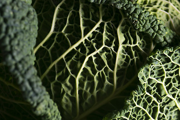 Image showing Detail of cabbage leaves