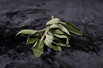 Image showing Fresh green sage branch.