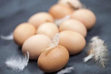 Image showing Farm chicken eggs and feathers.