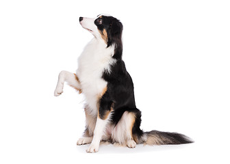 Image showing Australian Shepherd dog on white