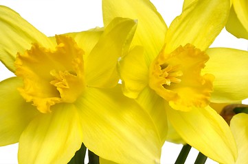 Image showing Daffodils