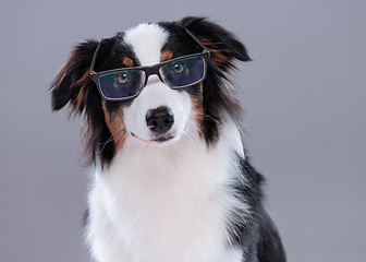 Image showing Australian Shepherd dog on gray