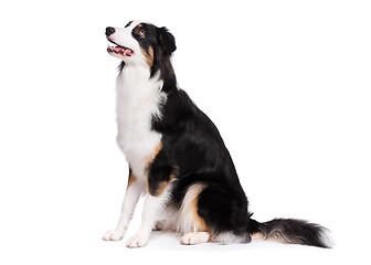 Image showing Australian Shepherd dog on white