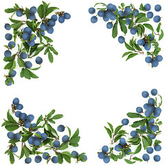 Image showing Blackthorn  Berry Background Border