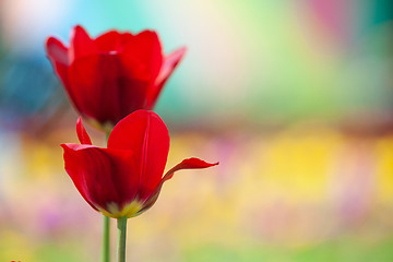 Image showing Stunningly beautiful red tulips in the park