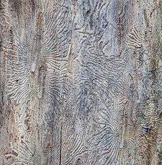 Image showing Patterns on the trunk of a tree made by bark beetles