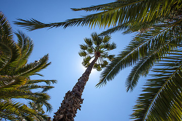 Image showing Green palm trees under a blue tropical sky