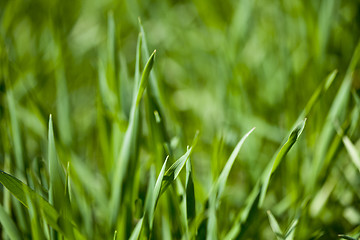 Image showing Summer green field of fresh grass