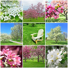 Image showing Blooming spring trees collage