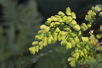 Image showing Delta maidenhair fern