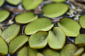 Image showing Giant salvinia