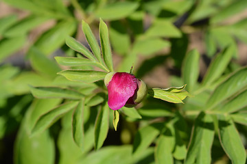 Image showing Low peony