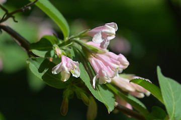 Image showing Japanese weigela