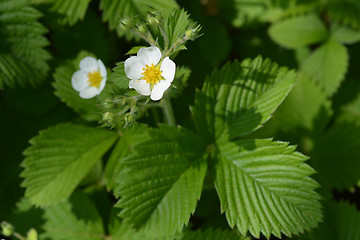 Image showing Wild strawberry flower