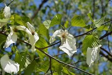 Image showing Handkerchief tree