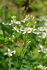 Image showing Erect clematis