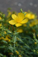 Image showing Mount Olympus St Johns-wort