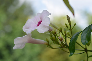 Image showing Pink bower vine