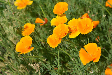 Image showing Golden poppy flower