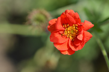 Image showing Cinquefoil Gibsons Scarlet