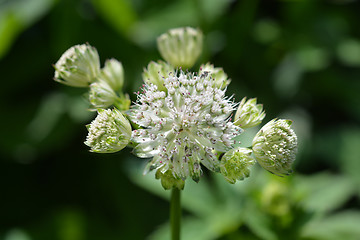 Image showing Carnic masterwort