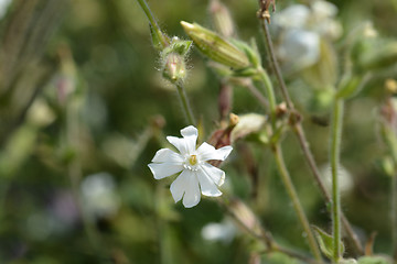 Image showing Campion