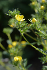 Image showing Sulphur cinquefoil