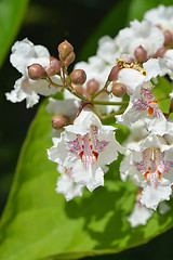 Image showing Southern catalpa